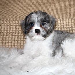 Dakota- READY NOW - Merle male Cavapoo puppy in Apple Creek, Ohio from Arlene Hershberger