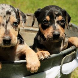 Catahoula Leopard Dogs from Flemings Catahoulas