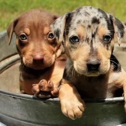 Catahoula Leopard Dogs from Flemings Catahoulas