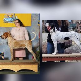 American English Coonhound puppies from Passchendaele English Coonhounds
