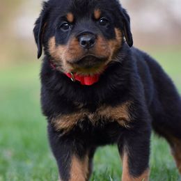 Rottweiler Puppies from Mid Penn Rottweilers