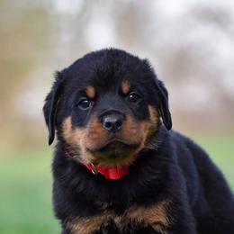 Rottweiler Puppies from Mid Penn Rottweilers