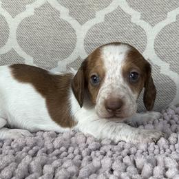 AKC Boy 2 - Red male Dachshund puppy in Joshua Tree, California from Desert Dreams Ranch
