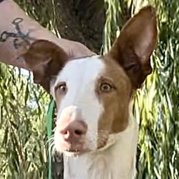 Ibizan Hound puppies from Nevaeh Ibizan Hounds
