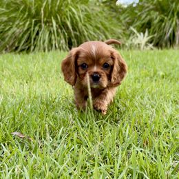 THUMPER - Ruby Cavalier King Charles Spaniel puppy in Awendaw, South Carolina from Just A Little Cavalier