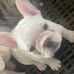 Drake - Cream male French Bulldog puppy in Seneca, South Carolina from Burrell’s Bulldog Kingdom