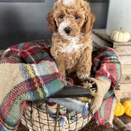 Cora - Buff and white female Cockapoo puppy in Ephrata, Pennsylvania from Windy Ridge Cockapoos