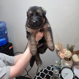 Pink collar - Black and red female German Shepherd puppy in Bethel, Ohio from Hughes Shepherds
