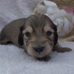 Leo - Cream male Dachshund puppy in Desloge, Missouri from Snows Doxies