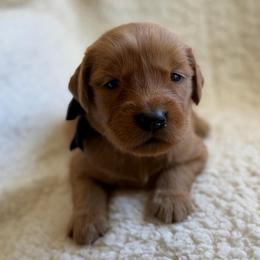 Cocoa - Girl - Dark golden female Golden Retriever puppy in La Verne, California from 4LoveofGoldens