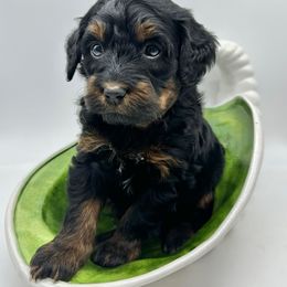 Joy - Phantom female Bernedoodle puppy in Thornville, Ohio from Four Front Doodles & Friends