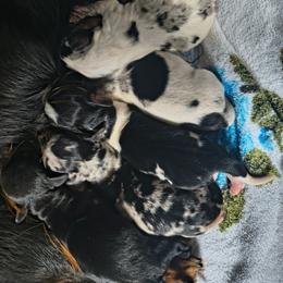 Spotty - Piebald male Dachshund puppy in Opelika, Alabama from Dachshund Darlins