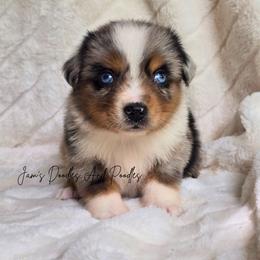 Milky Way - Blue merle female Miniature Australian Shepherd puppy in Cleveland, Georgia from Jam's Doodles And Poodles