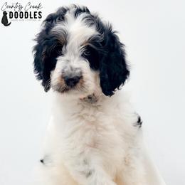 Astrid - Tri-color female Bernedoodle puppy in Tipton, Indiana from Country Creek Doodles