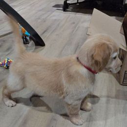 RED - Golden male Golden Retriever puppy in Grand Terrace, California from Southern Golden Retrievers