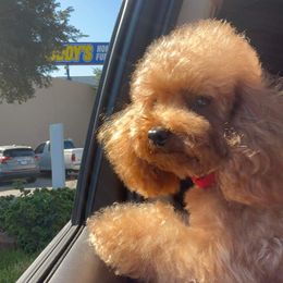 Reece - Poodle