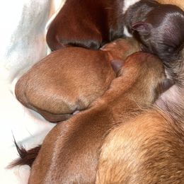 Chihuahua Puppies from CMW Interstellar Kennel