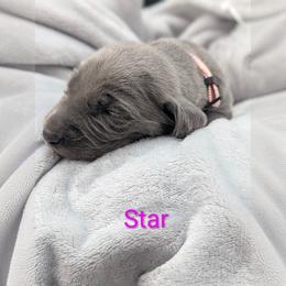 Star - Blue female Weimaraner puppy in Evart, Michigan from Drehbar Weimaraners