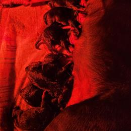 Rottweiler Puppies from Von Nuffosttor Rottweilers