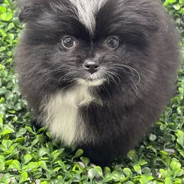 Squirt - Black Pomeranian puppy in Brentwood, California from Royalpawpoms