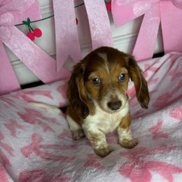 Tommy - Piebald male Dachshund puppy in Lake City, Florida from My Ditzy Doxies of Florida
