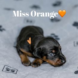 Miss Orange Collar - Black and rust female Doberman Pinscher puppy in Poolville, Texas from Tx Pups