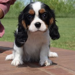 Boy 1 - Tri-color male Cavalier King Charles Spaniel puppy in Lula, Georgia from Cavaliers by Crumley