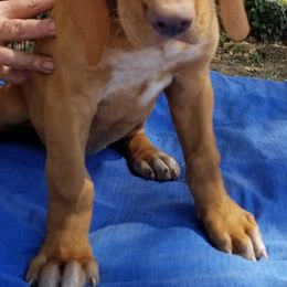 Izzy - Red and white Transylvanian Hound puppy in Rough And Ready, California from Royal Transylvanian Hounds