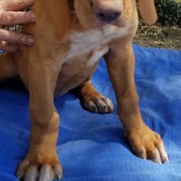 Izzy - Red and white Transylvanian Hound puppy in Rough And Ready, California from Royal Transylvanian Hounds