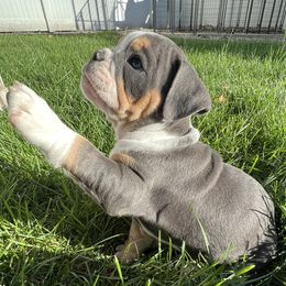 Girl 5 - Bulldog puppy in Sandy, Utah from K2I Bulldogs