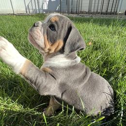 Girl 5 - Bulldog puppy in Sandy, Utah from K2I Bulldogs