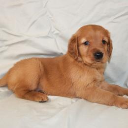 Earl - Dark golden male Golden Retriever puppy in New Weston, Ohio from Bertke AKC Golden Retrievers and Bernese Mountain Dogs