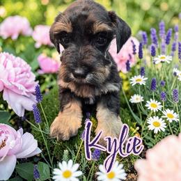 Kylie - Black and silver female Miniature Schnauzer puppy in Clemmons, North Carolina from Schnauzer Snobs