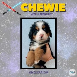 Chewie - male Golden Mountain Dog puppy in Boiling Springs, South Carolina from OlliePups, LLC