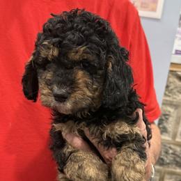 Davy - Phantom male Goldendoodle puppy in Springfield, Pennsylvania from Lesher Goodwin Goldendoodles