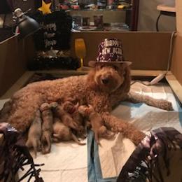 Goldendoodle Puppies from Da Ruba Doodles