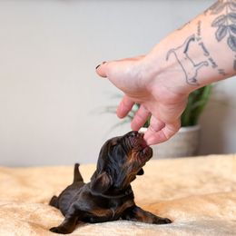 Black and Tan Coonhound Puppies from Toodaloo Coonhounds