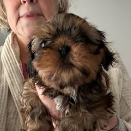 Rusty - Red and tan male Shih Tzu puppy in Covington, Georgia from Top Hats 2  Shih Tzu’s