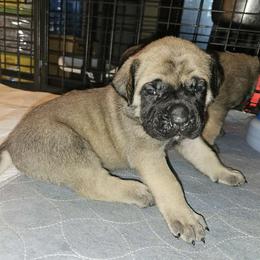 Ash - Fawn Mastiff puppy in Linton, Indiana from Riggins Mastiffs and Danes