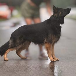 Zeus💙⚡️ - German Shepherd
