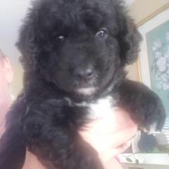 Spanish Water Dog Puppies from The Woolly Dog Ranch