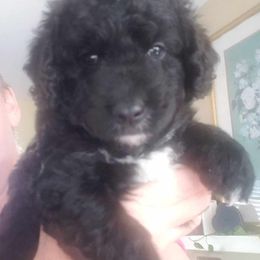 Spanish Water Dog Puppies from The Woolly Dog Ranch