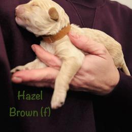 Hazel - female Goldendoodle puppy in Buford, Georgia from Guppy Puppies