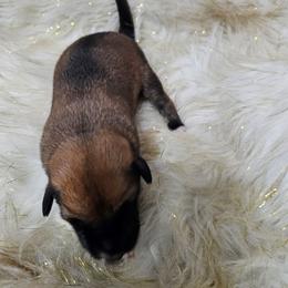 Sandy Claws - Black white and tan male Xoloitzcuintli puppy in Eugene, Oregon from Naked nobles kennel