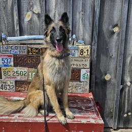 Belgian Tervuren Puppies from SoDak Belgians/ Protégé Belgians