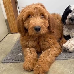 Goldendoodles and Poodles from Crimson Companions
