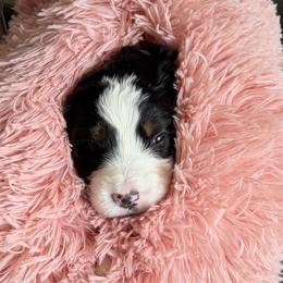 Tyson - male Aussiedoodle puppy in Rochester, Massachusetts from Harmony Hill Doodles