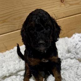 Jenny Weasley - Phantom female Poodle puppy in Godley, Texas from Godley Designer Doodles