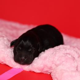 Black Widow - Black female Labrador Retriever puppy in Morrilton, Arkansas from Ancient Dogges Performance Dogs