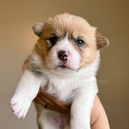Sushi - Pembroke Welsh Corgi puppy in Bakersfield, California from The Corgi Flavored Dogs
